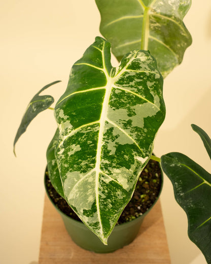 6" Variegated Alocasia 'Frydek'