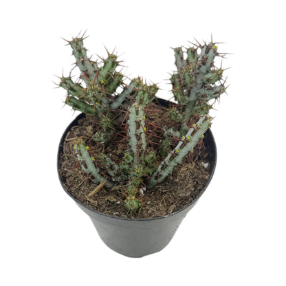 Miniature Saguaro | 3.5 inch | Euphorbia aeruginosa