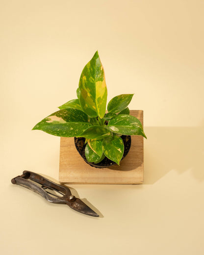 4" Variegated Philodendron Green Congo 'Copper Flame'
