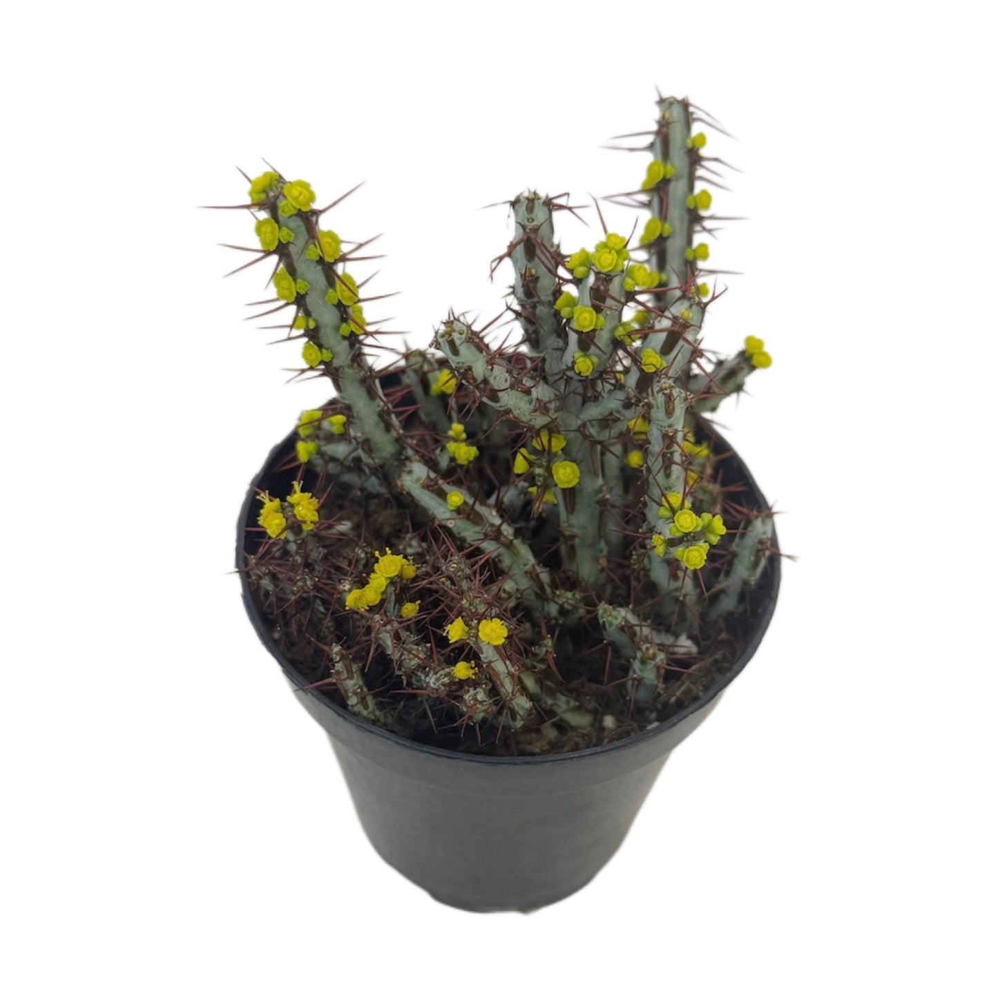 Miniature Saguaro | 3.5 inch | Euphorbia aeruginosa