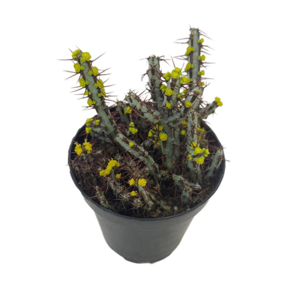 Miniature Saguaro | 3.5 inch | Euphorbia aeruginosa