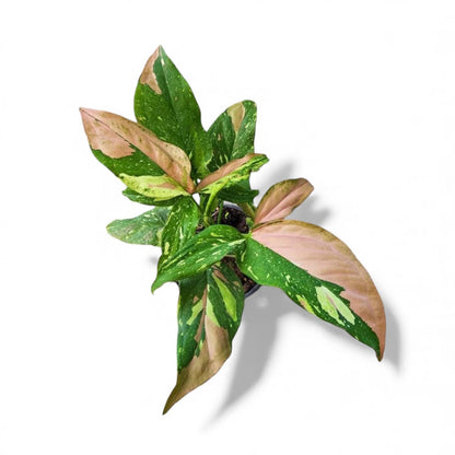 Rare Syngonium Tricolor
