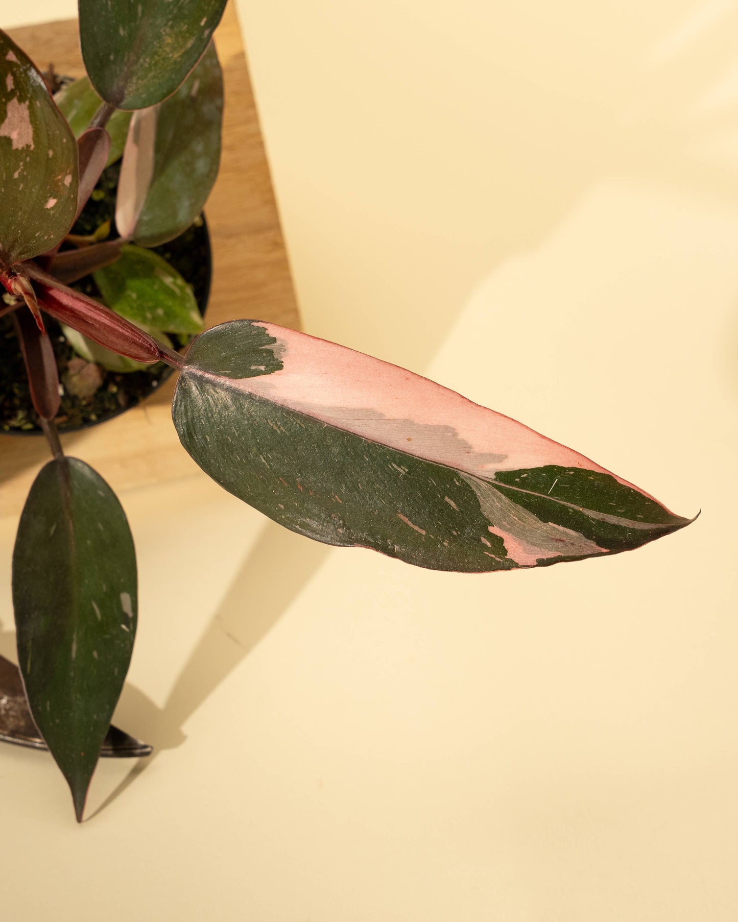 4" Philodendron 'Pink Princess Galaxy Marble'