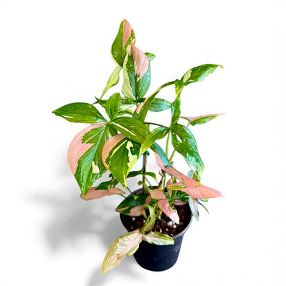 Rare Syngonium Tricolor