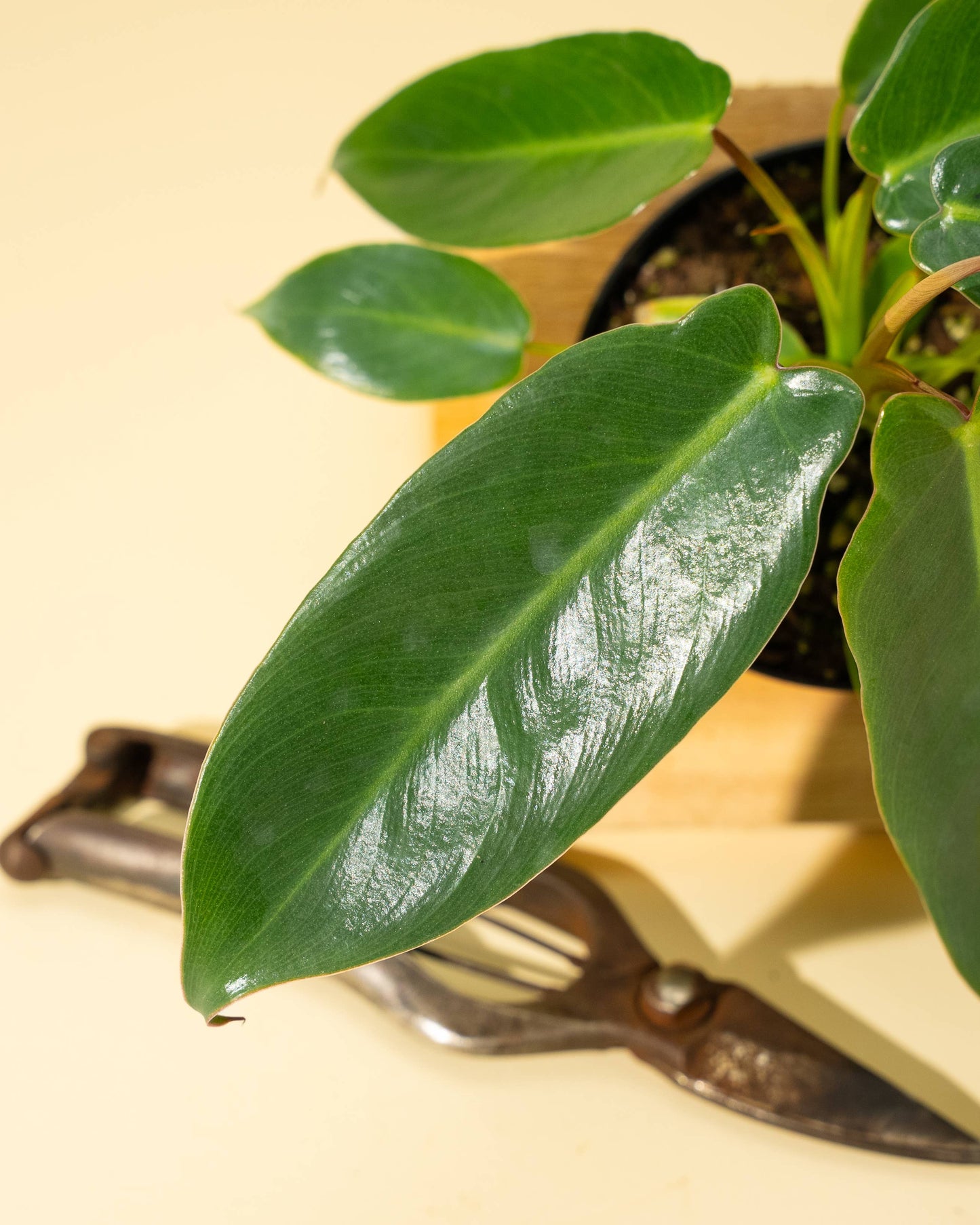 4" Philodendron 'Spiritus Sancti'