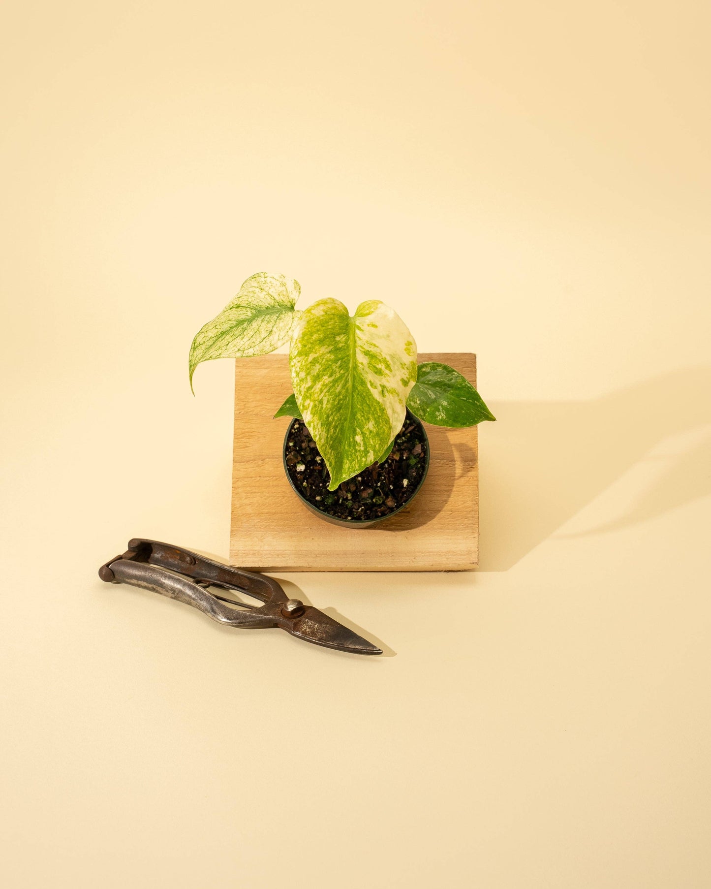 3.5" Monstera 'Mint'