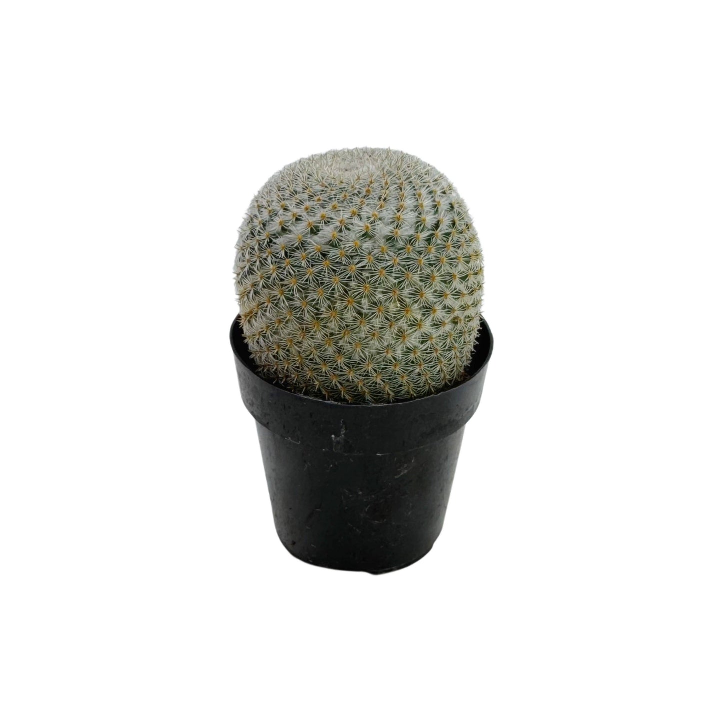Mammillaria elegans | 2.5 inch