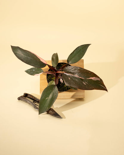 4" Philodendron 'Pink Princess Galaxy Marble'