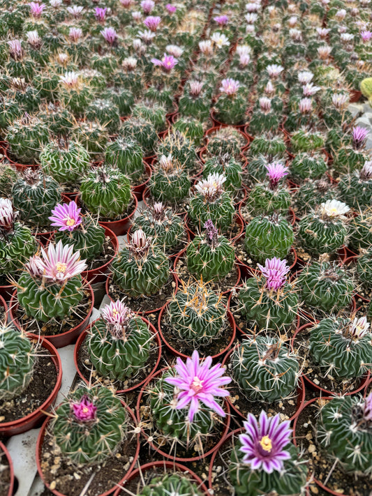Brain Cactus | 2.5 inch | Stenocactus multicostatus