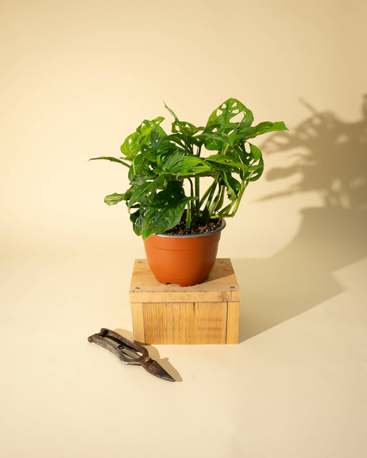 6" Monstera Adansonii 'Swiss Cheese' Wide Form (Hanging Basket)