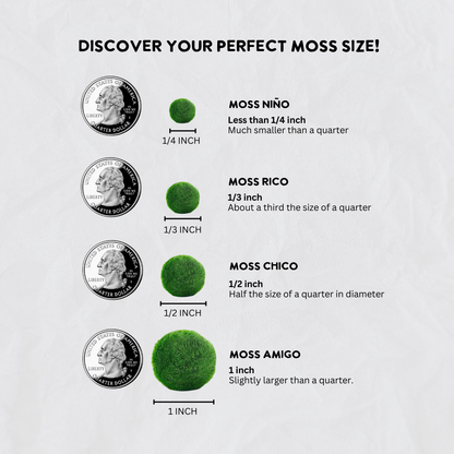 Marimo Moss Ball Terrarium with Crystal Gemstones