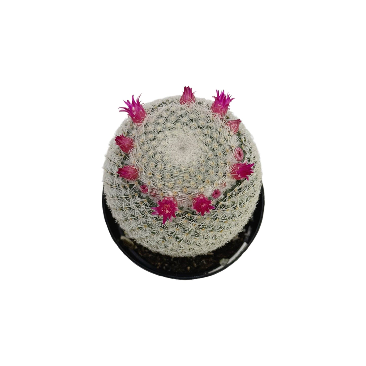 Mammillaria elegans | 2.5 inch