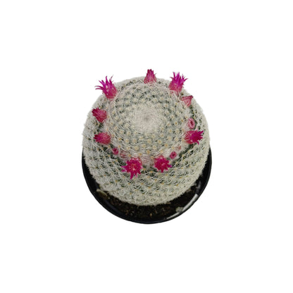Mammillaria elegans | 2.5 inch