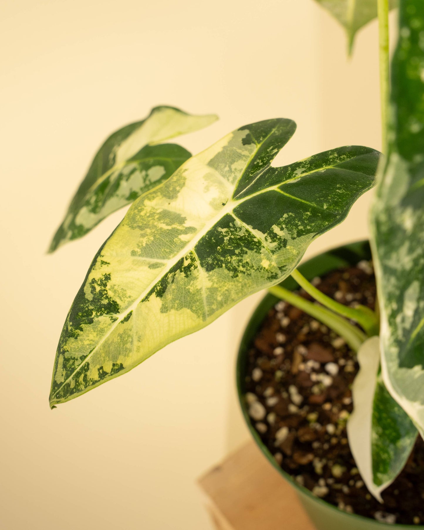 6" Variegated Alocasia 'Frydek'