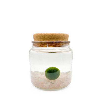 Marimo Moss Ball Terrarium with Crystal Gemstones