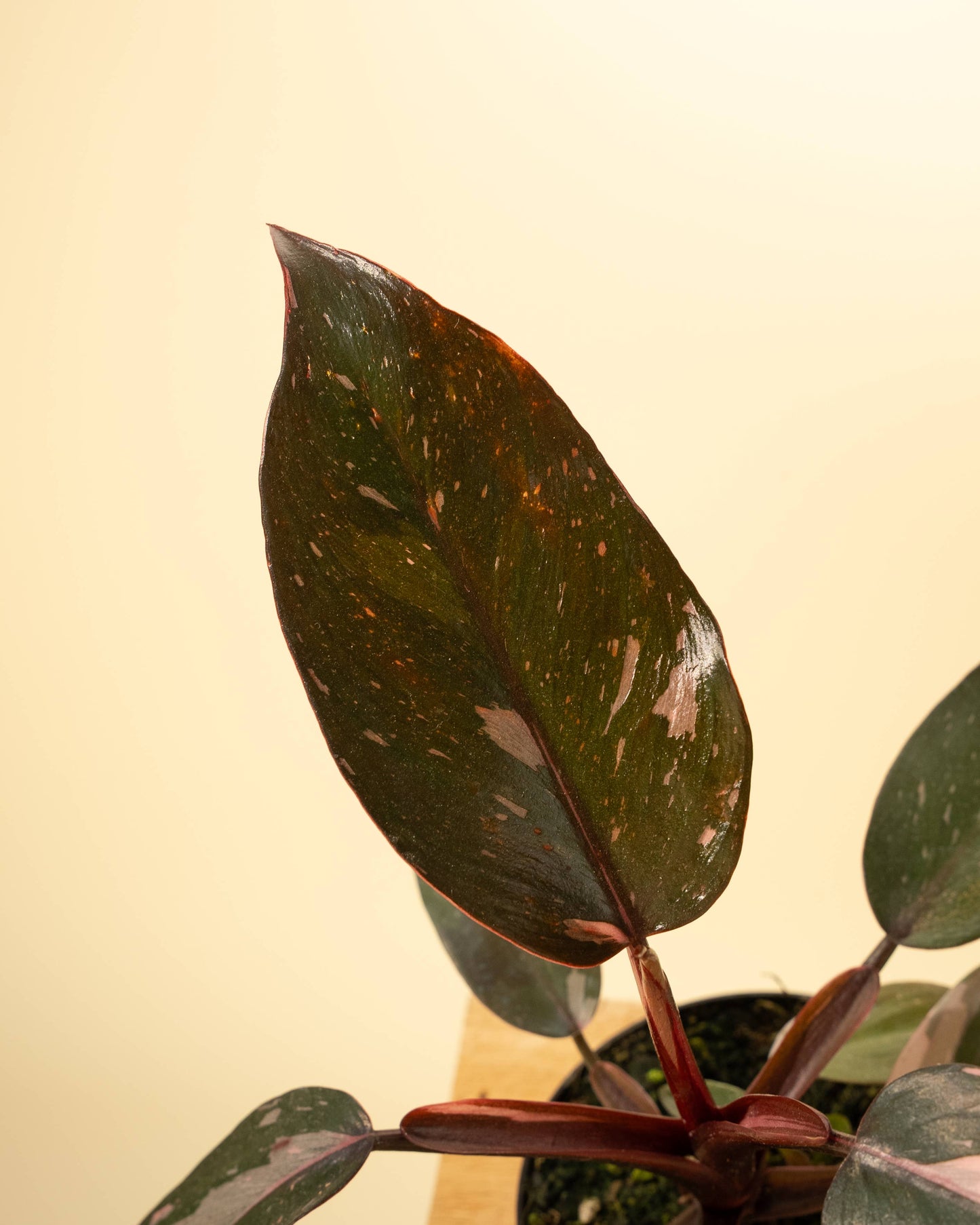 4" Philodendron 'Pink Princess Galaxy Marble'
