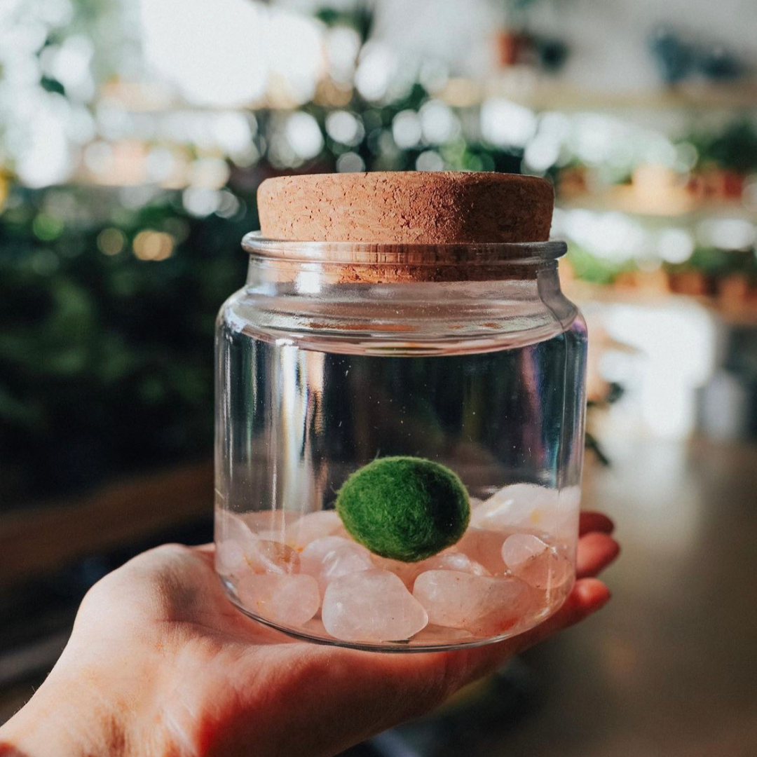 Marimo Moss Ball Terrarium with Crystal Gemstones
