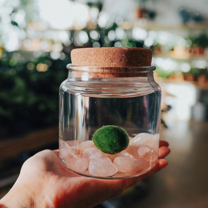 Marimo Moss Ball Terrarium with Crystal Gemstones