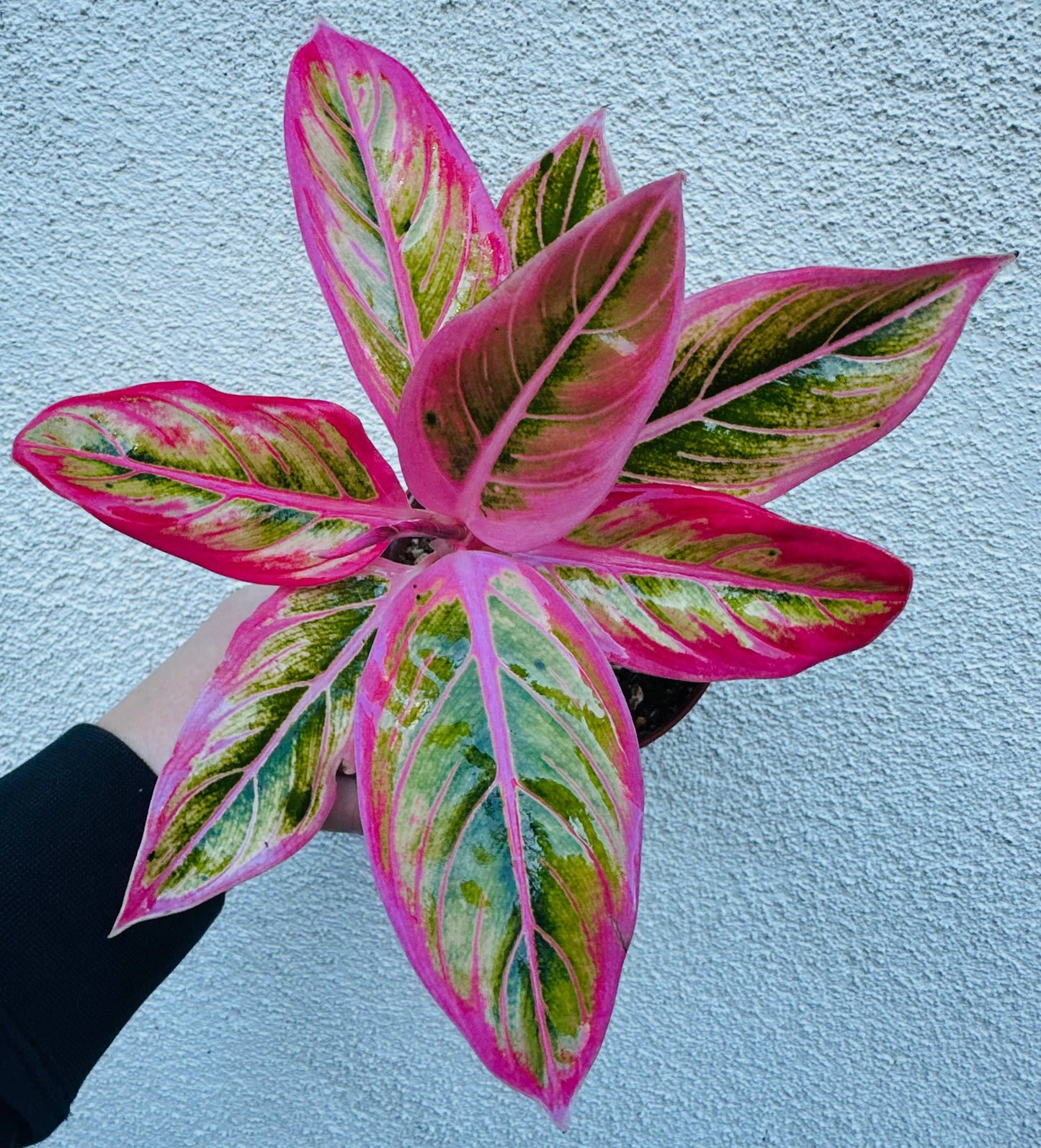 Aglaonema Lotus Delight
