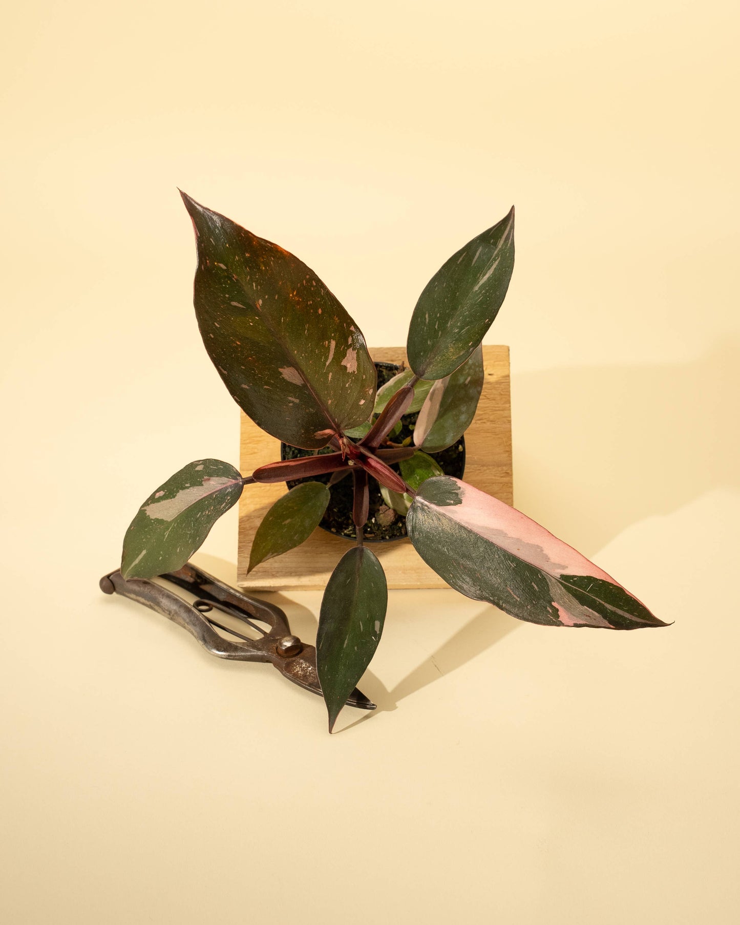 4" Philodendron 'Pink Princess Galaxy Marble'