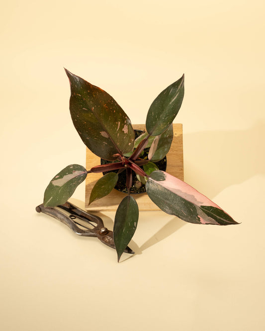 4" Philodendron 'Pink Princess Marble'