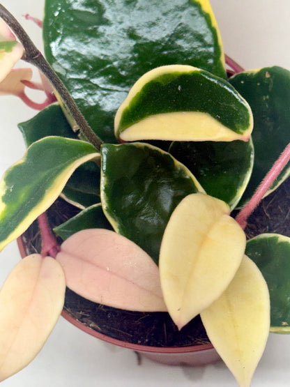 Hoya Carnosa 'Krimson Queen'