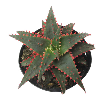 Aloe Christmas Sleigh | 3.5 inch | Star Aloe Hybrid