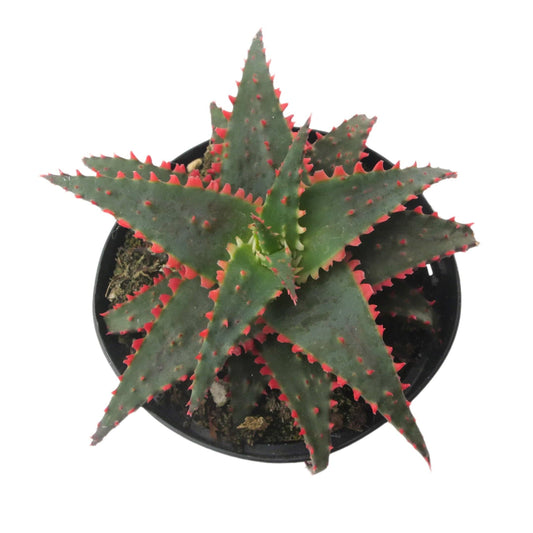Aloe Christmas Sleigh | 3.5 inch | Star Aloe Hybrid