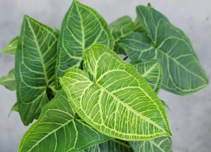 Syngonium Batik