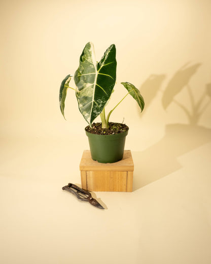 6" Variegated Alocasia 'Frydek'