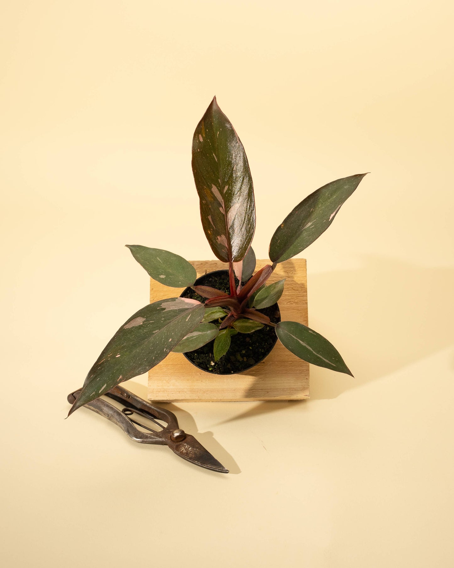 4" Philodendron 'Pink Princess Galaxy Marble'