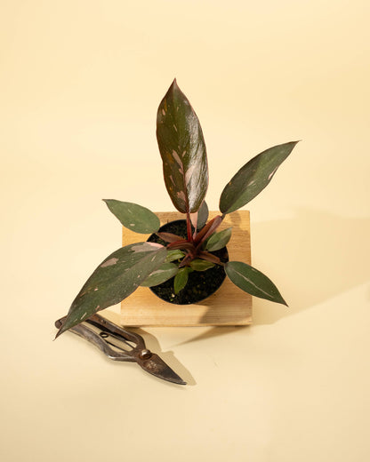 4" Philodendron 'Pink Princess Galaxy Marble'