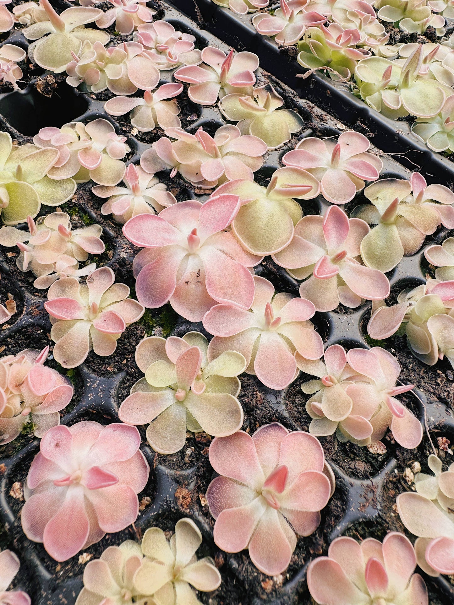Pinguicula (Butterwort) Carnivorous Plant