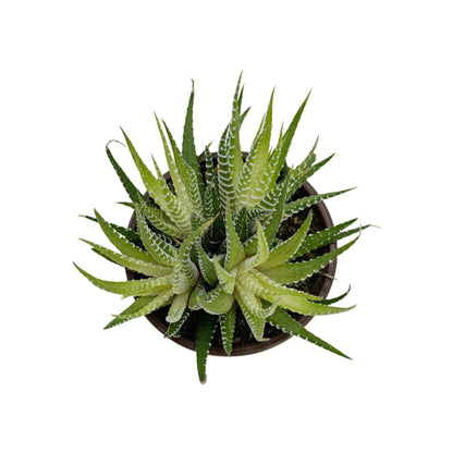 Variegated Zebra Cactus | 4 inch | Haworthia fasciata variegata