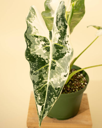 6" Variegated Alocasia 'Frydek'