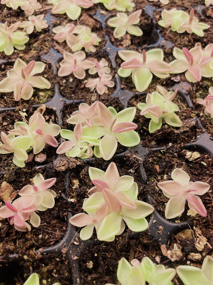 Pinguicula (Butterwort) Carnivorous Plant
