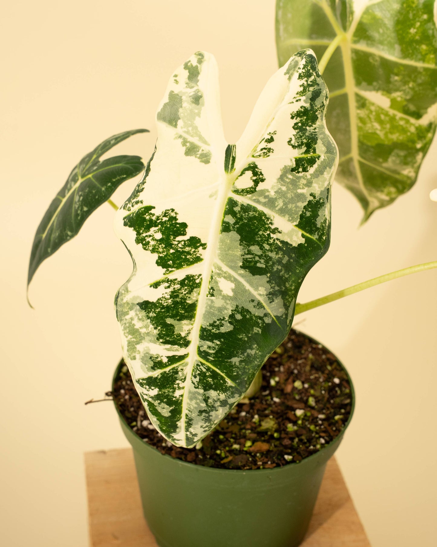6" Variegated Alocasia 'Frydek'