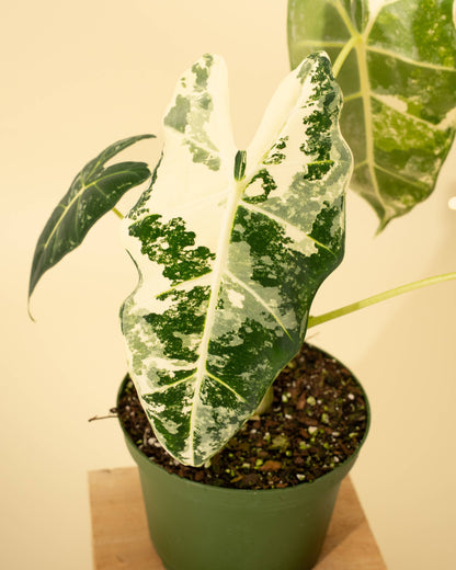 6" Variegated Alocasia 'Frydek'