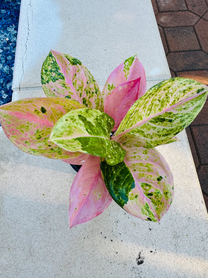 Aglaonema Prakaiphet