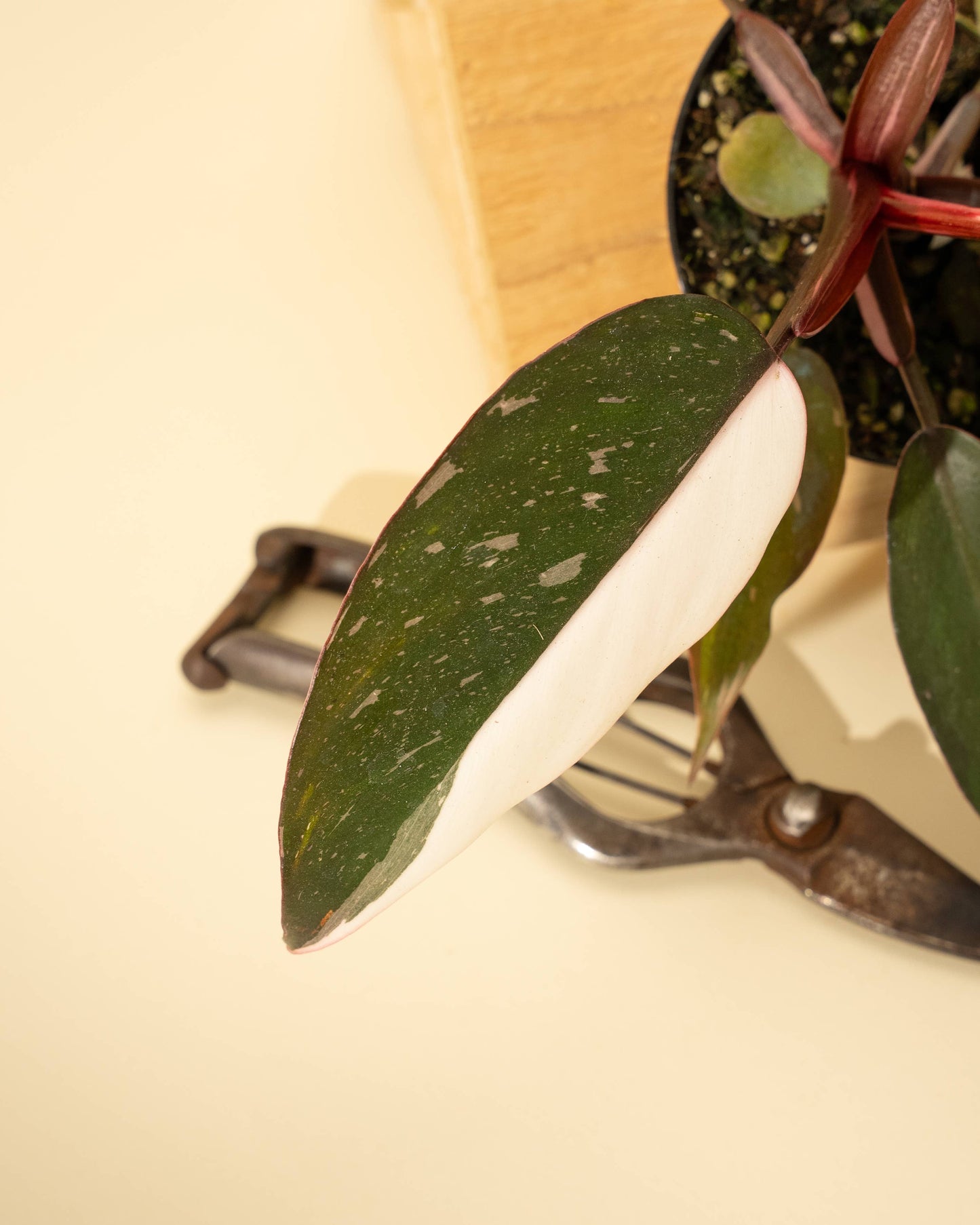 4" Philodendron Red Anderson 'Pink Knight'