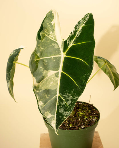 6" Variegated Alocasia 'Frydek'