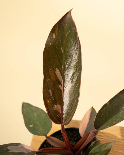 4" Philodendron 'Pink Princess Galaxy Marble'