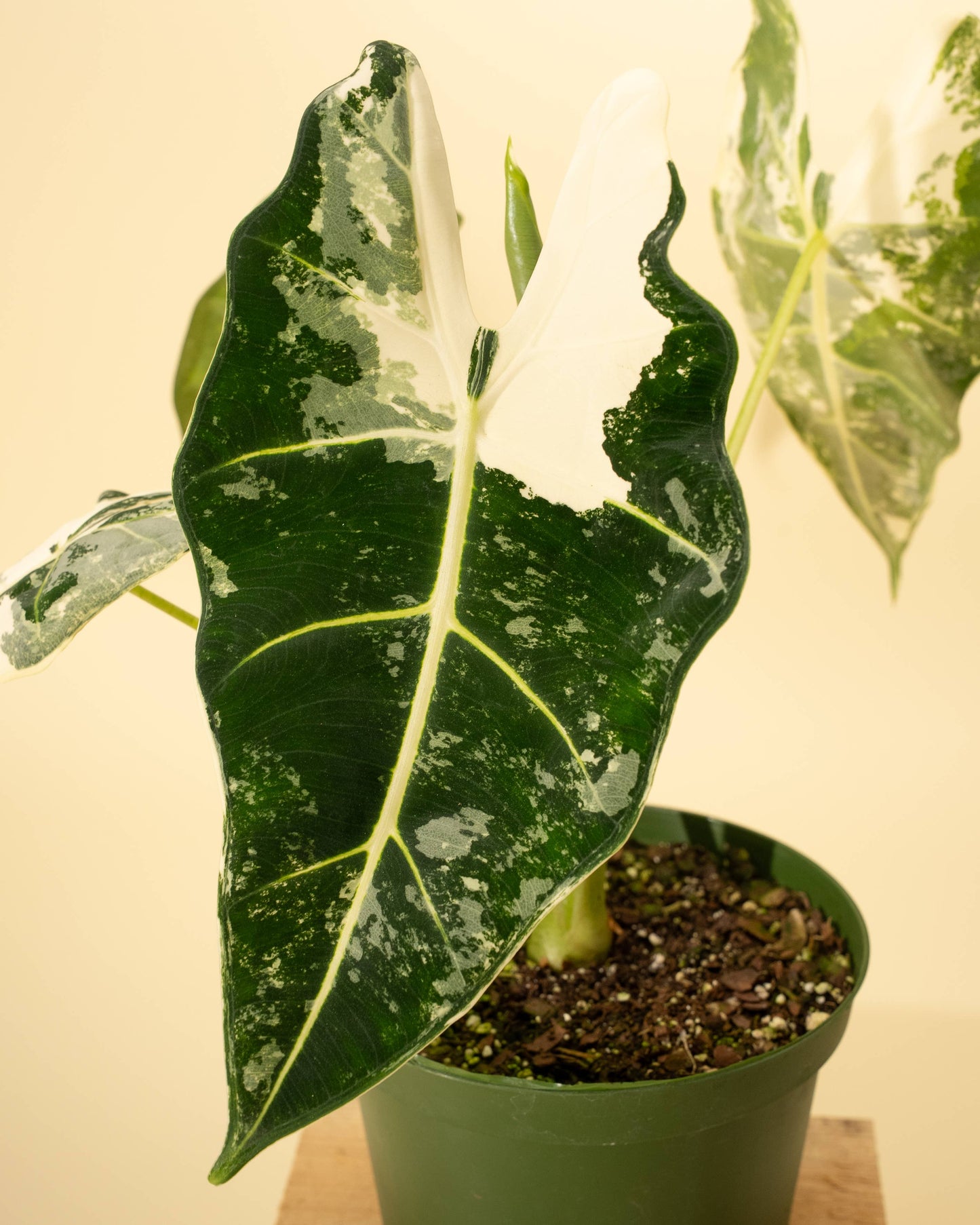 6" Variegated Alocasia 'Frydek'