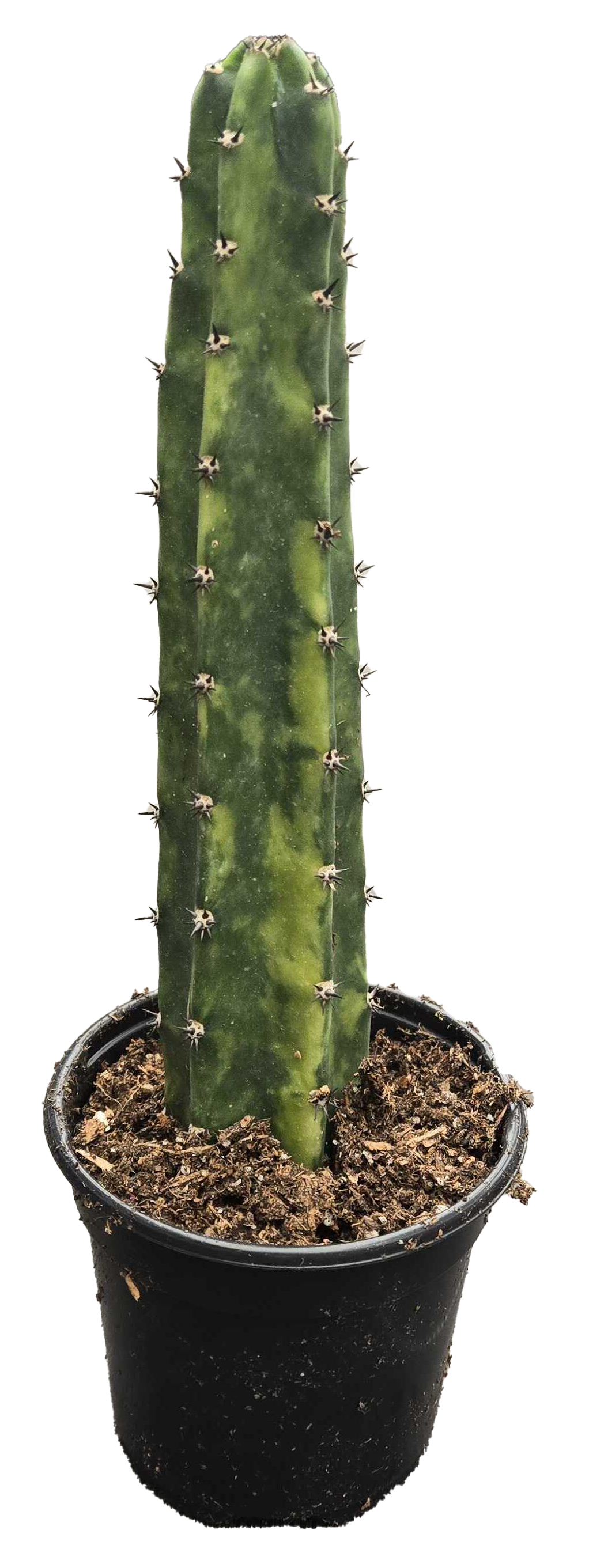 Harrisia Varieg. Queen of the Night Cactus 4 inch Grow Pot