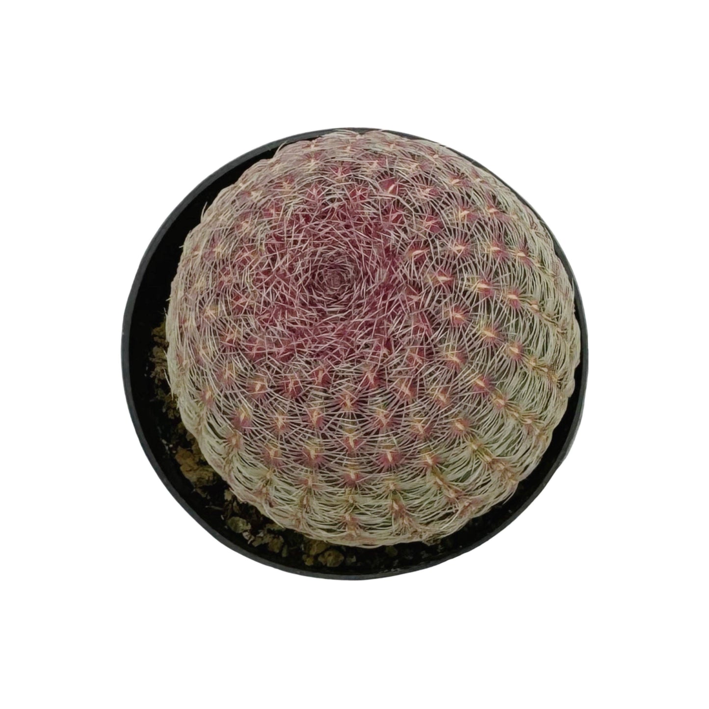 Rainbow Hedgehog Cactus | 2.5 in | Echinocereus Rigidissimus