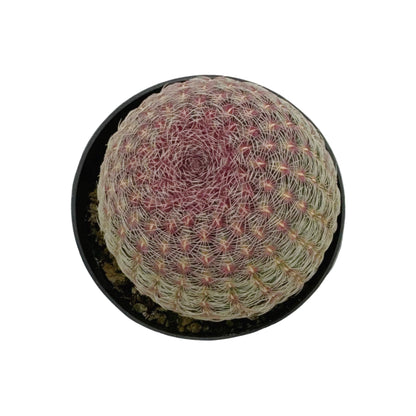 Rainbow Hedgehog Cactus | 2.5 in | Echinocereus Rigidissimus