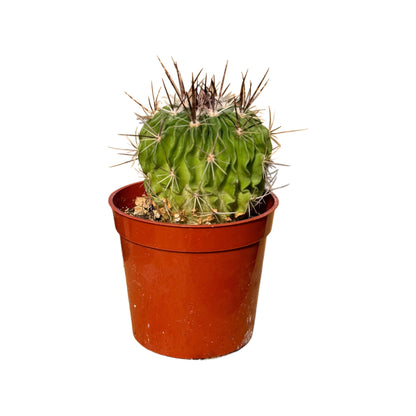 Brain Cactus | 2.5 inch | Stenocactus multicostatus