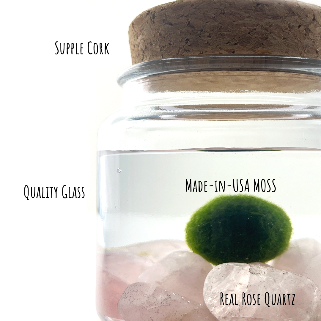 Marimo Moss Ball Terrarium with Crystal Gemstones