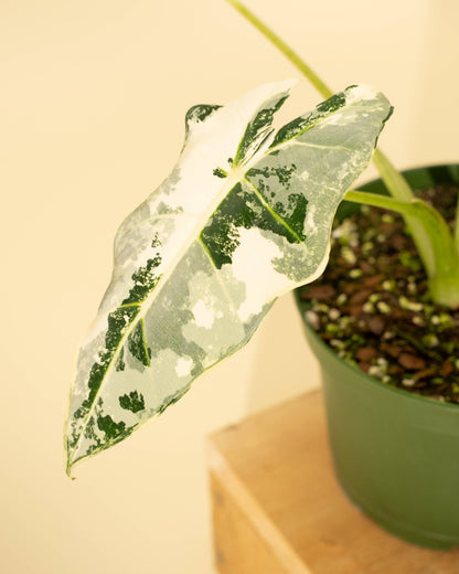6" Variegated Alocasia 'Frydek'