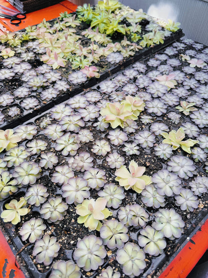 Pinguicula (Butterwort) Carnivorous Plant